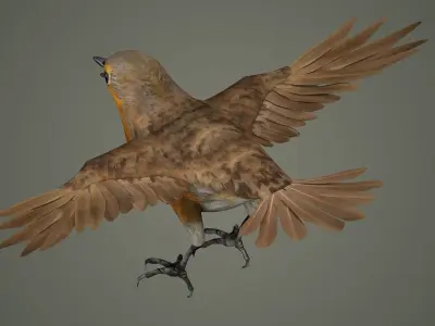 bird jay bee feather eagle cockatoo toucan sparrow  3D model