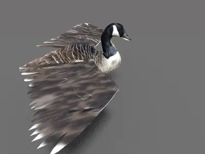 goose canadian with wings spread 3D model