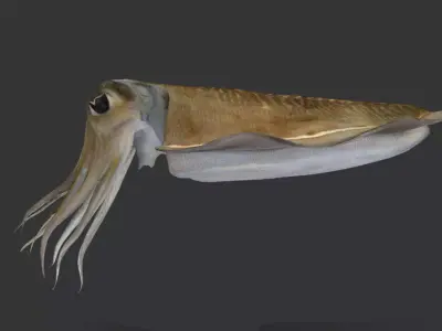 Realistic Cuttlefish Animated 3D model