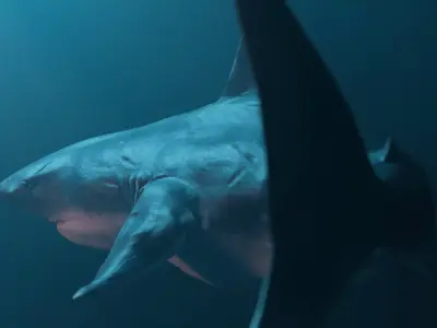 Great White Shark Low-poly 3D model