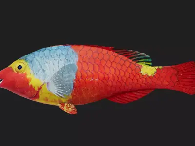 Wrasse Low-poly 3D model