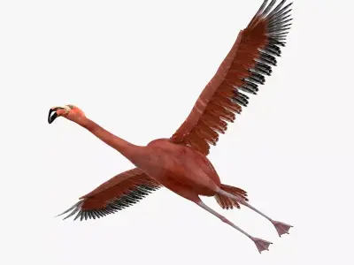 Flamingo bird rigged 3d model Low-poly 3D model