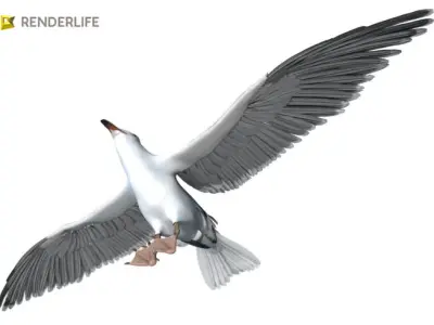 Seagull flying in air 3D model