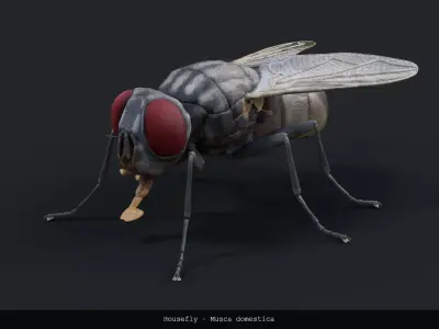 Housefly - Musca domestica - static 3D model