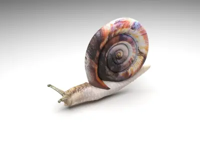 Snail 3D model