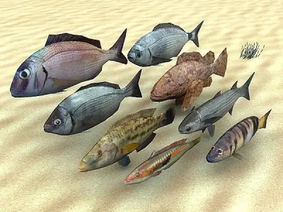 Adriatic sea fish collection Low-poly 3D model