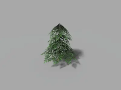 low poly small spruce Low-poly 3D model