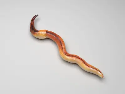 Earthworm 3D model