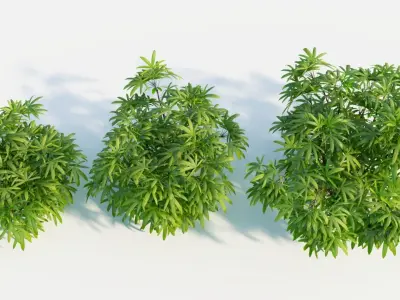 Chuniophoenix humilis c 3D model