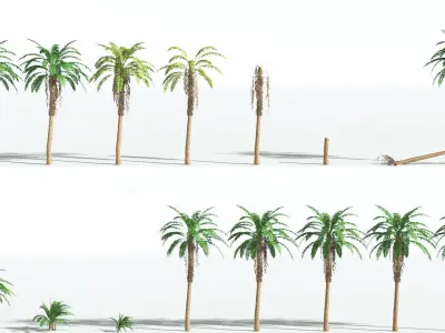 EVERYPlant African Oil Palm 4 --16 Models-- 3D model