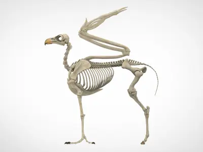 Hippogriff Skeleton 3D model