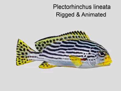 Plectorhinchus lineata Low-poly 3D model