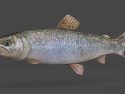Char Fish 3D model