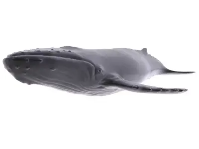 Humback Whale Low-poly 3D model
