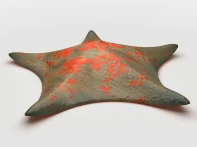 Petrel Sea star Low-poly 3D model