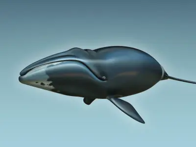 Whale Bowhead 3D model