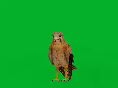 Eurasian Kestrel Falcon Bird Low-poly 3D model