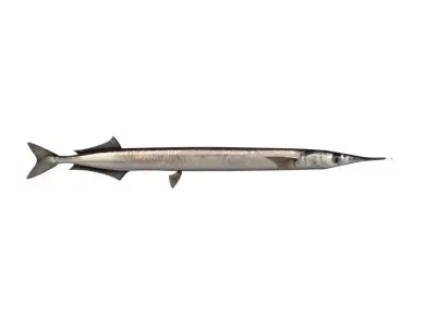 Garfish Sea Needle Fish Belone Belone 3D model