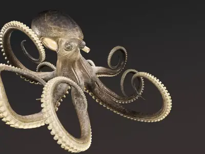 Robust Rigged Giant Octopus Free 3D model