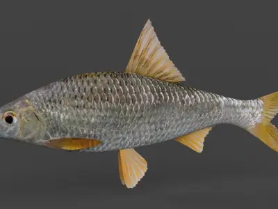 Freshwater Fish 3D model