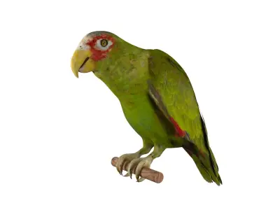 Parrot perched on branch 3D model