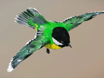 Great Tit 3D model