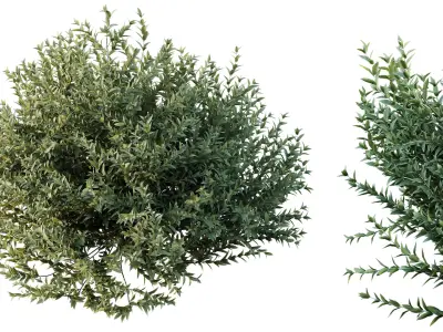 AV Gray Box Westringia Fruticosa Coastal Rosemary 3D model