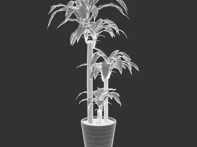  Dracaena Mass Cane Potted Plant Model 