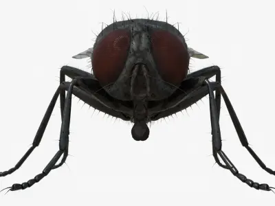 4K Housefly 3D model