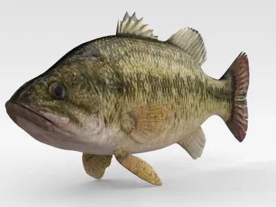 Bass Fish 3D model