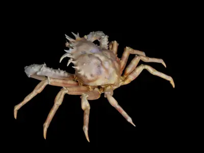 Crab photorealistic 3D model