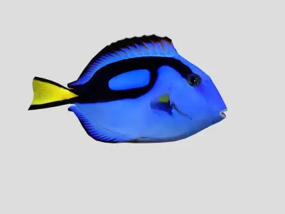 Blue Tang Realistic Animated Low-poly 3D model