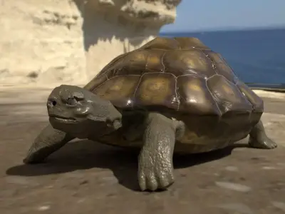 Turtle low poly for CG model Low-poly 3D model