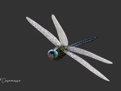 Anax imperator - Static 3D model