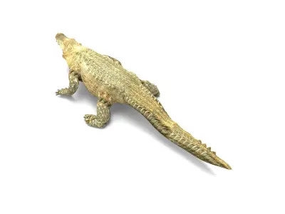 3D african crocodile alligator Low-poly 3D model