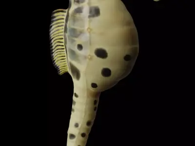 Potbelly Seahorse Low-poly 3D model