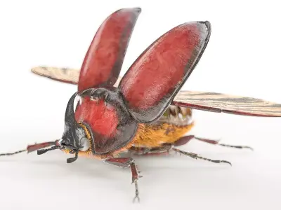 Rhino Beetle insect Low-poly 3D model