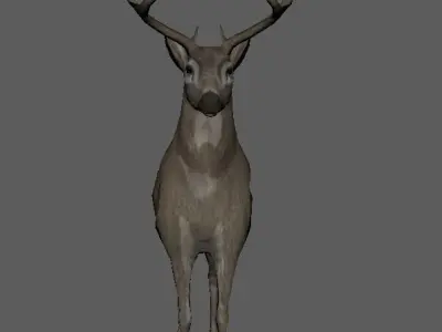 white tailed deer 3D model