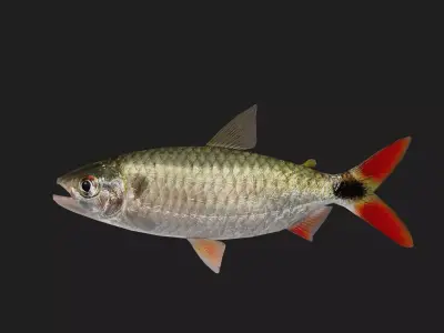 Tetra Low-poly 3D model