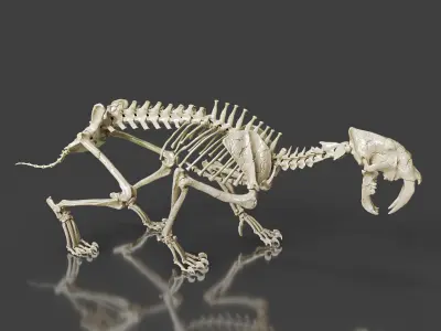 Sabretooth Cat Smilodon Skeleton 3D model