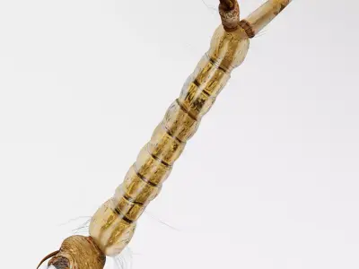 Mosquito larvae 3D model