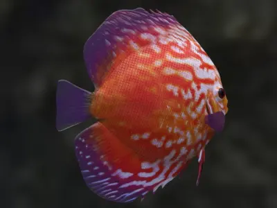 Red Disco fish 3D model