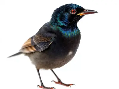 Iridescent Starling model pack Low-poly 3D model