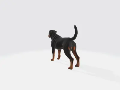 Realistic Rottweiler Dog Animated and Rigged 3D model