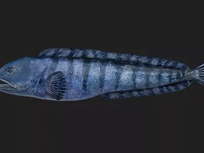 Wolffish Low-poly 3D model