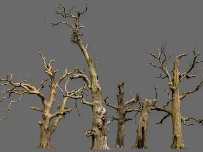 600-year-old dead oaks - ENTS Package 3D model