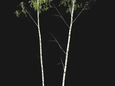 Birch forest part 08 3D model