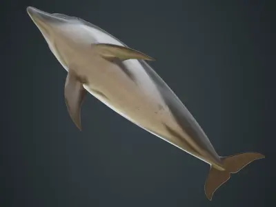 Dolphin 1B Low-poly 3D model