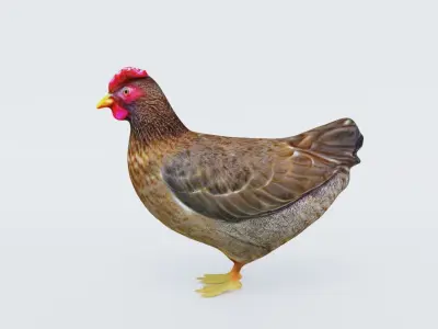 Hen Animal Free 3D model