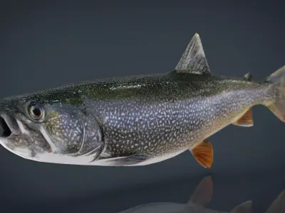 TROUT brook Low-poly 3D model